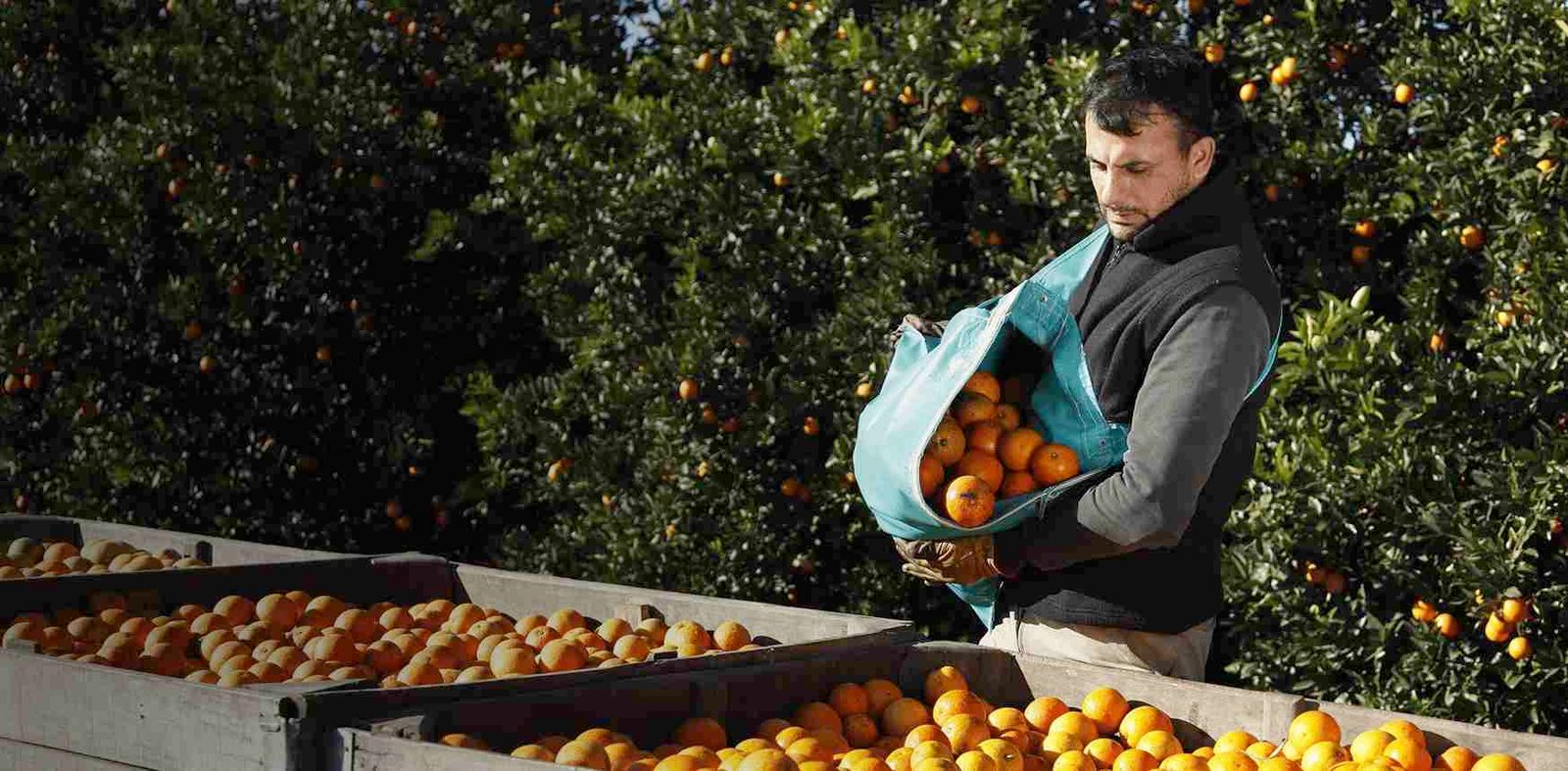 Jugos CITRIC Naturales Artesanales. Creemos que la vida es simple y que… Cada fruta es distinta, cada cosecha es única. Es tiempo de volver a las bases, a lo genuino, a lo real, a lo que no tiene nada que esconder.