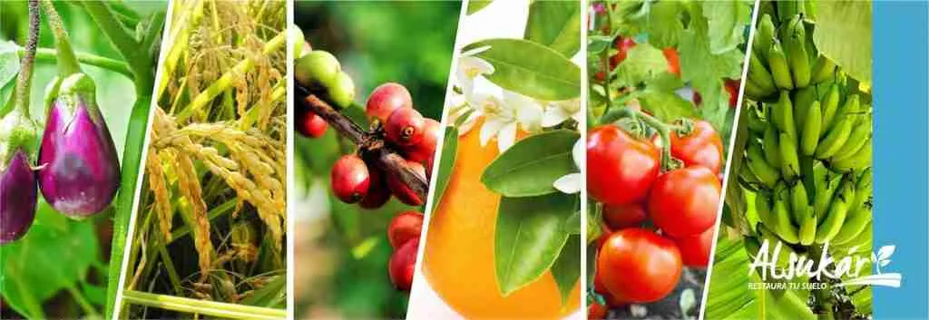 Alsukár, restaura tu suelo, distribuidor de fertilizante orgánico de Cali, Colombia - Avisos del Agro - Negocios Latinoamérica
