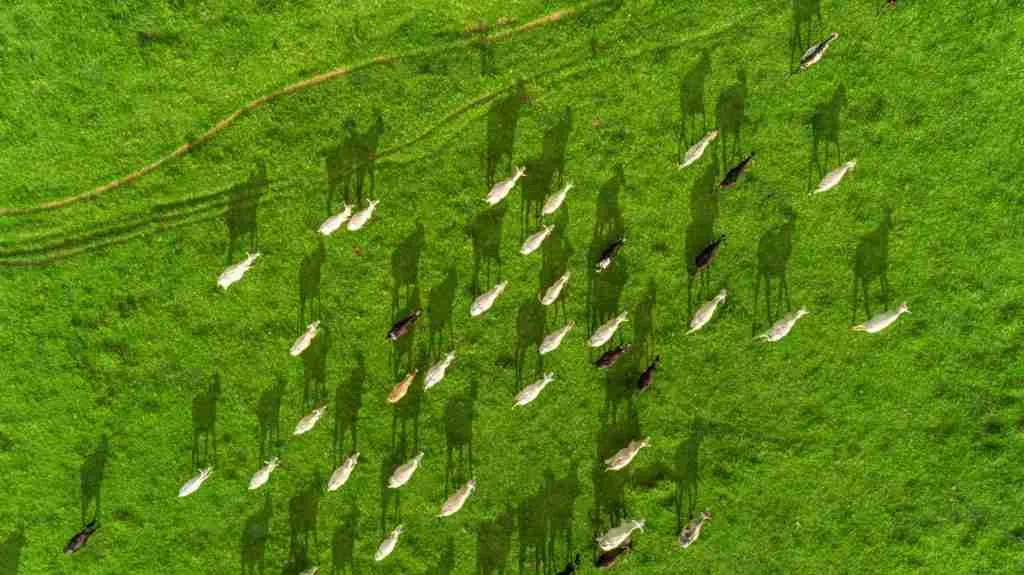MARFRIG VERDE + Marfrig Verde + obtuvo resultados como el mapeo del 60% de los productores directos e indirectos en la Amazonía y el 47% en el Cerrado, y reincorporaron en Brasil a más de 1000 productores, quienes se adaptaron a los criterios sociales y ambientales establecidos por la empresa gracias al soporte técnico que brindó la compañía.