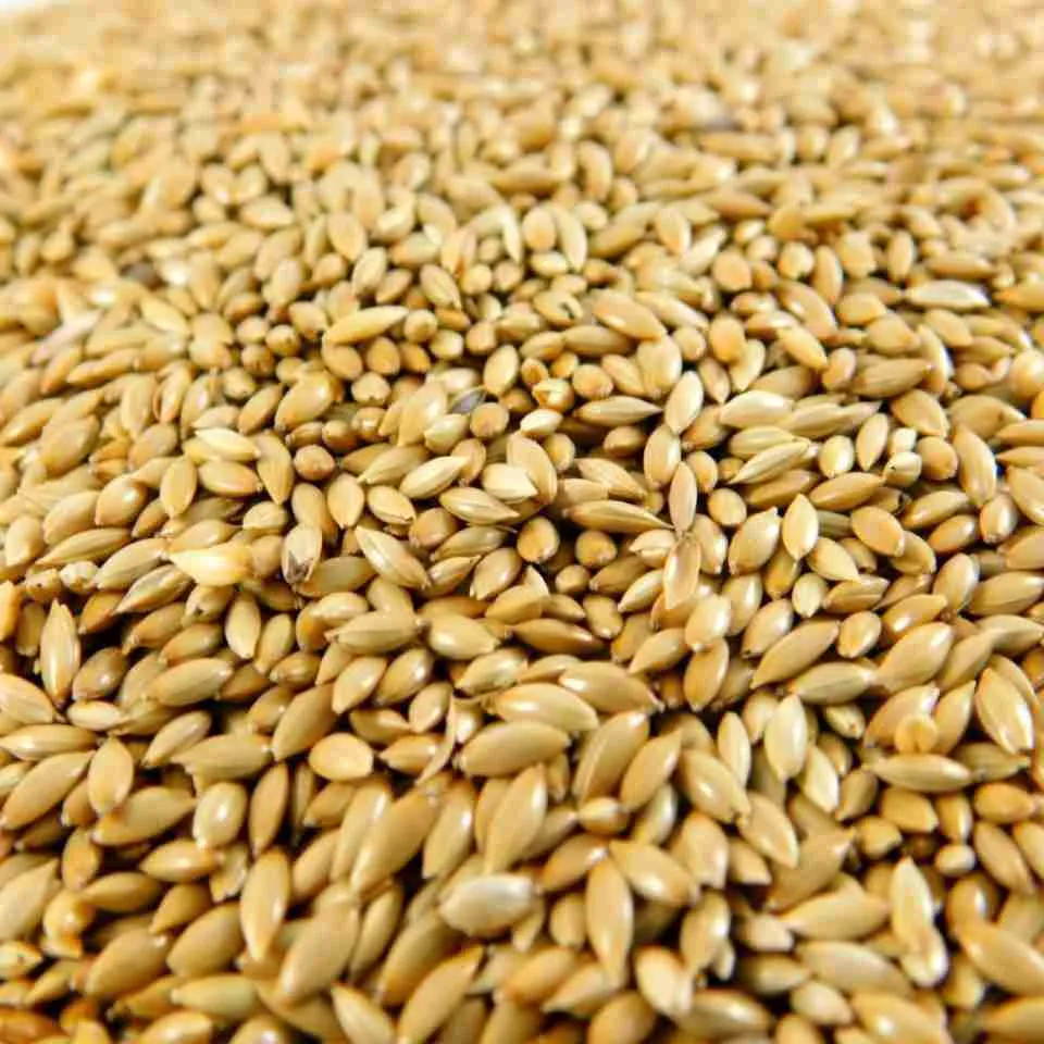 La Semilla de Alpiste 4 Alpiste para consumo humano La cocina de Gualberto emarket Uruguay