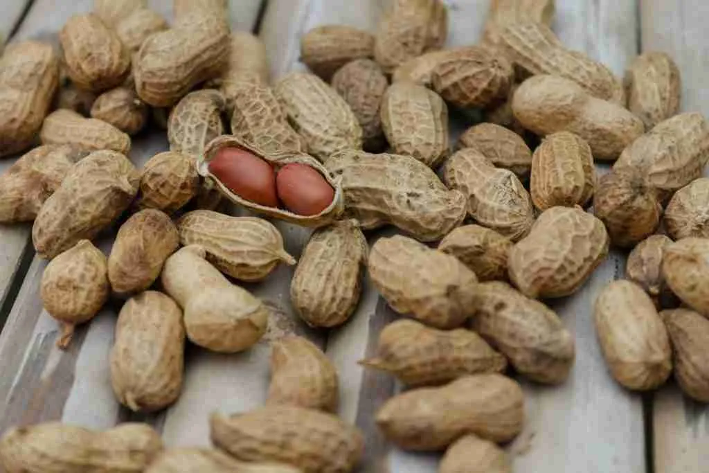 Maní semilla fruto seco o legumbre en La Cocina de Gualberto emarket Uruguay compra ahora