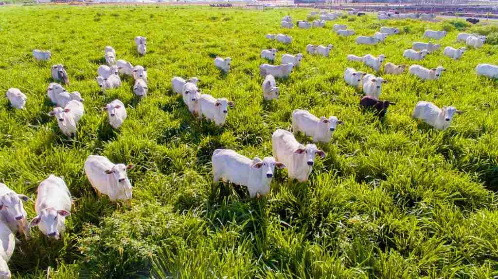 Marfrig Verde, sustentabilidad, industrias verdes, industria cárnica, Negocios Latinoamérica