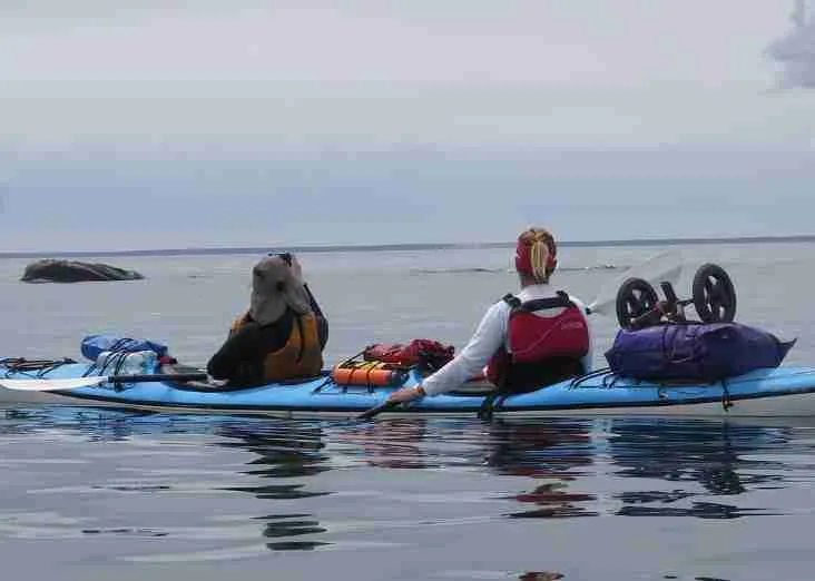 Expedición Kayak con Ballenas.
Acampar en playas desiertas de la Península de Valdés, disfrutar de un ambiente lleno de fauna marina, remar en busca de lobos marinos, pingüinos, aves y ballenas, comer rico y reirse entre amigos, descansar mirando el mar y no recibir mensajes en el telefono. Libertad.
